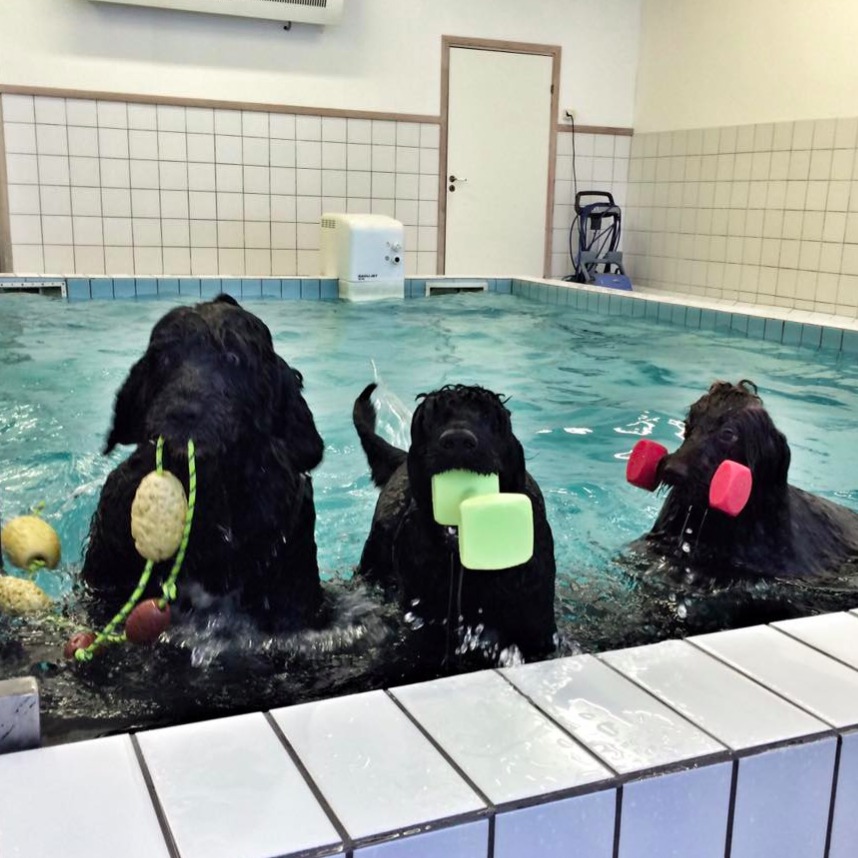 Bassengtrening hund oslo